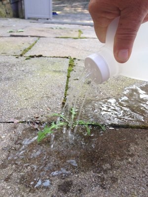 decorative concrete weed removal
